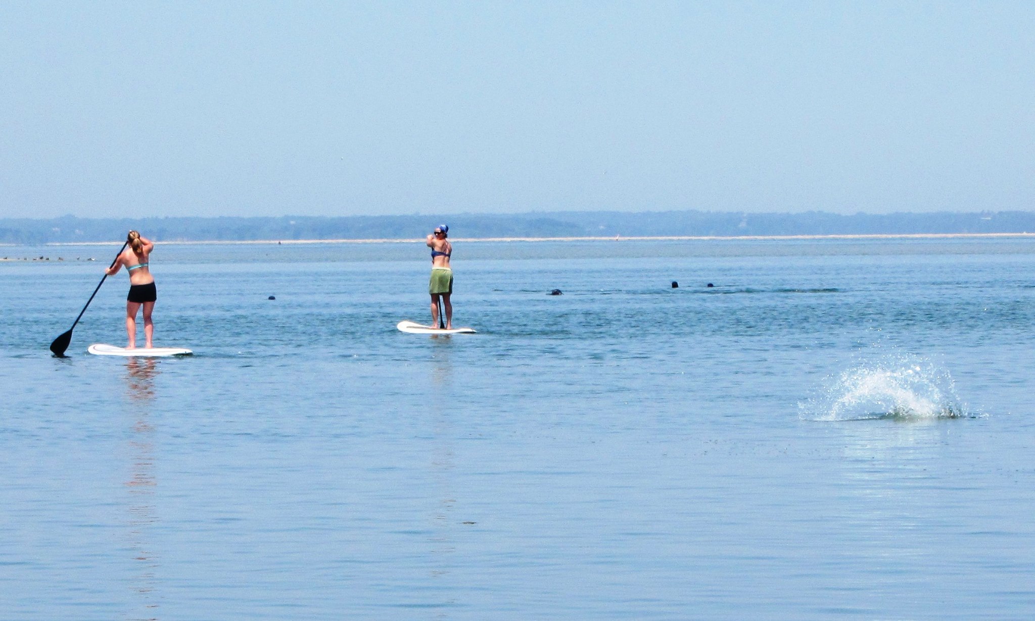Seal splashing while paddleboarding